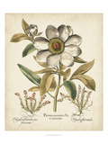 Ivory Peonies I