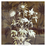 Prairie Mix II