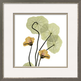 Nasturtium Bouquet