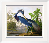 Louisiana Heron from "Birds of America"