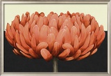 Apricot Flame II