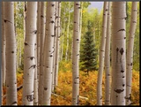 Aspen Forest