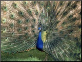 Male Peacock (Paro Cristatus)