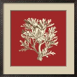 Coral on Red IV