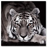 Tigra Negra