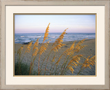 Beach Scene with Sea Oats