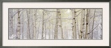 Autumn Aspens with Snow  Colorado  USA