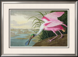 Roseate Spoonbill  Platalea Leucorodia  from 'The Birds of America'  1836