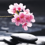 Pink Delight