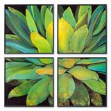 Agave