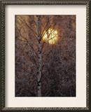 Frost-Covered White Birch Trees with the Sun Rising Behind