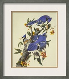 Blue Jay