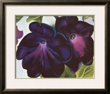 Black and Purple Petunia  1925