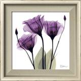 Royal Purple Gentian Trio