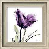 Royal Purple Parrot Tulip