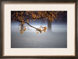 Fog Leaf