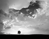 Lone Tree