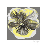 Pansies I