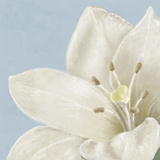 White Amarylis II