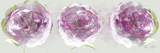 Pink Allure II