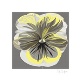 Pansies II