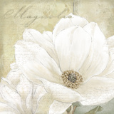 White Magnolia II
