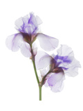 Grape Iris