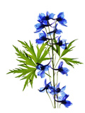 Blue Delphinium
