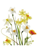 Spring Garden II