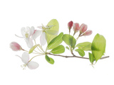 Apple Blossoms