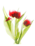 Red Tulips VI