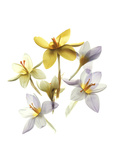 Crocus Dance
