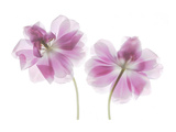 Double Tulip