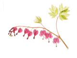 Golden Bleeding Heart