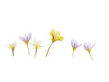 Snow Crocus