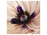 Poppy Dreams II