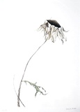 Dry Daisy