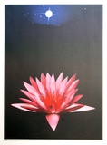 Lone Lily