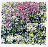 Cow Parsnip