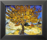 Mulberry Tree  c1889