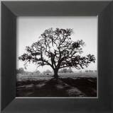Oak Tree  Sunrise
