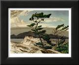 White Pine