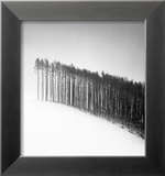Forest Edge  Hokuto  Hokkaido  Japan  2004