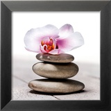 Orchidee aux Galets