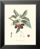 Cherries