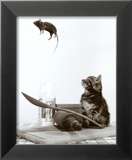 Cat and Mouse