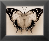 Polyura Pyrrhus  Ventral View