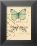 Scripted Papillon