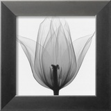 Triumph Tulip