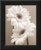 Two Daisies